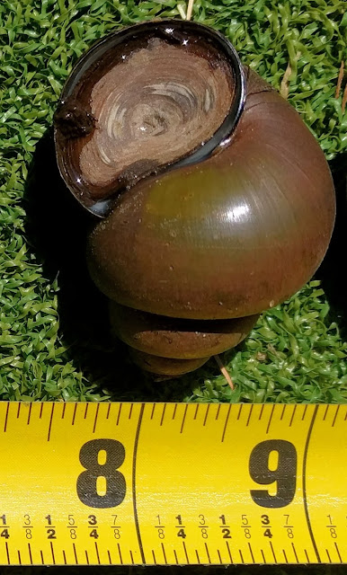 Chinese Mystery snail