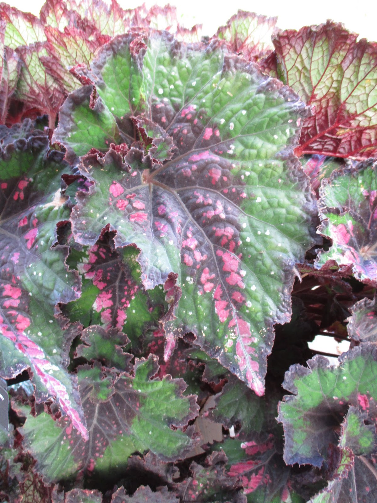 Jurassic Rex Begonias Rotary Botanical Gardens