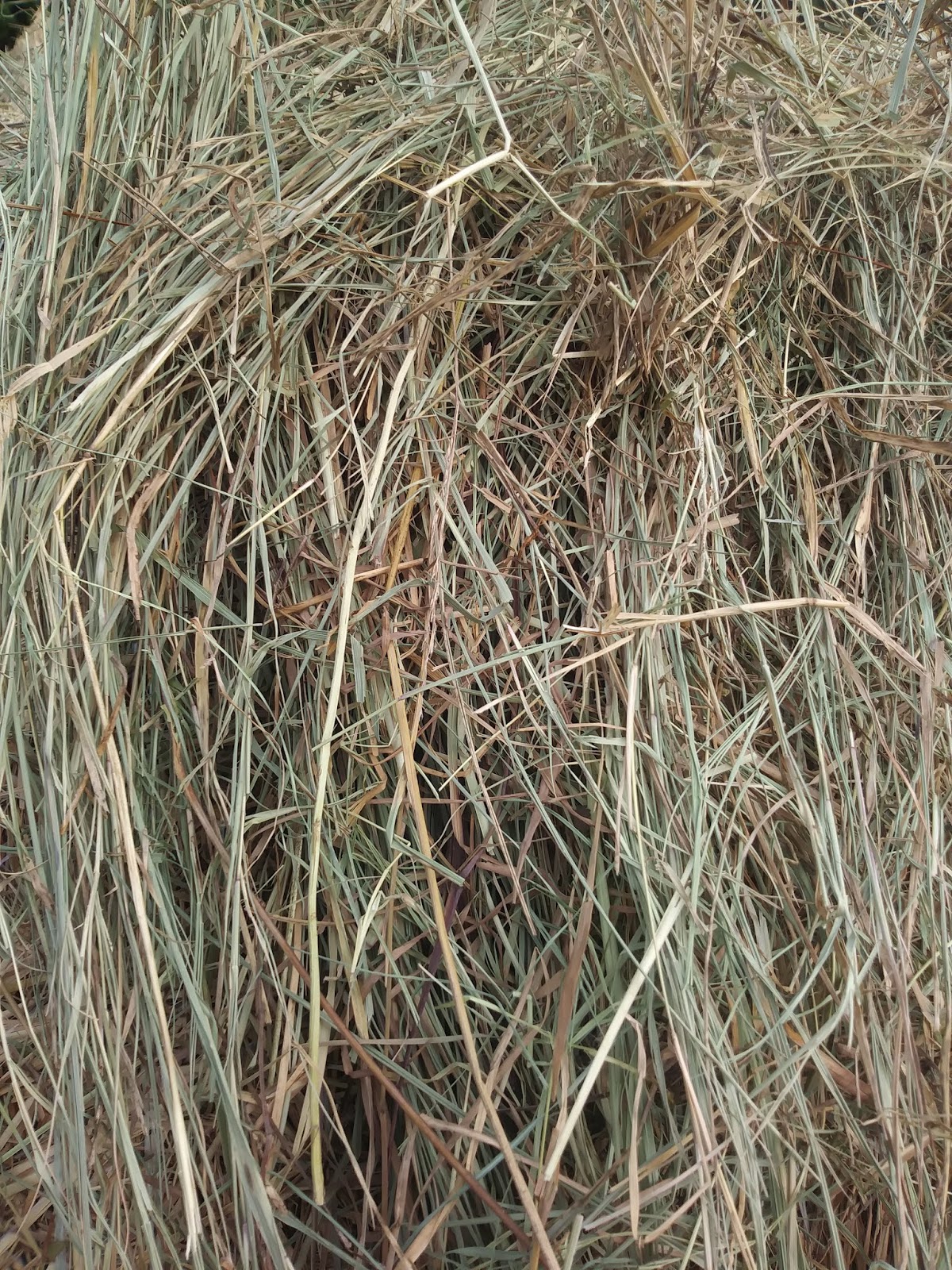 White House Farms Freshly Baled Ten Loads of Good Hay!