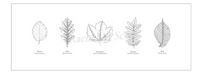 Leaves: A series of 5, stipple illustration by Rachel M Scott