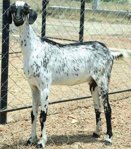 Most Popular Indigenous Breeds of Goats in India