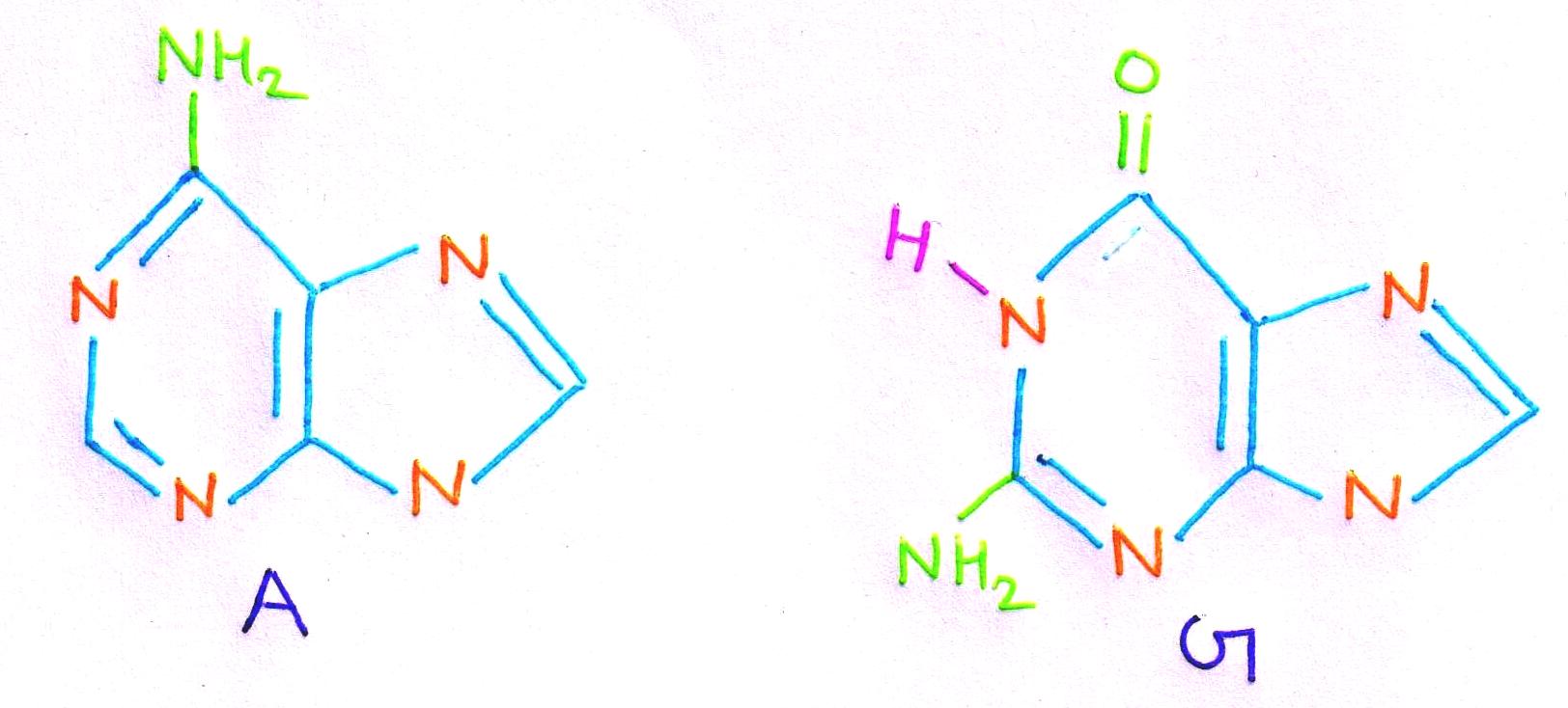 Nucleic Acids Importance and Classification; Structure of Nucleotides; A, B and Z DNA; RNA