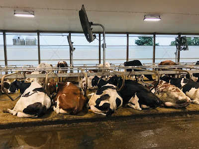 To Dairy or Not to Dairy in a Plant-Based World Weekly Wisdom To Dairy or Not to Dairy in a Plant-Based World Weekly Wisdom