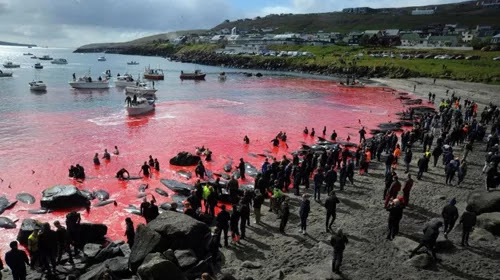 Whaling at Faroe island.
