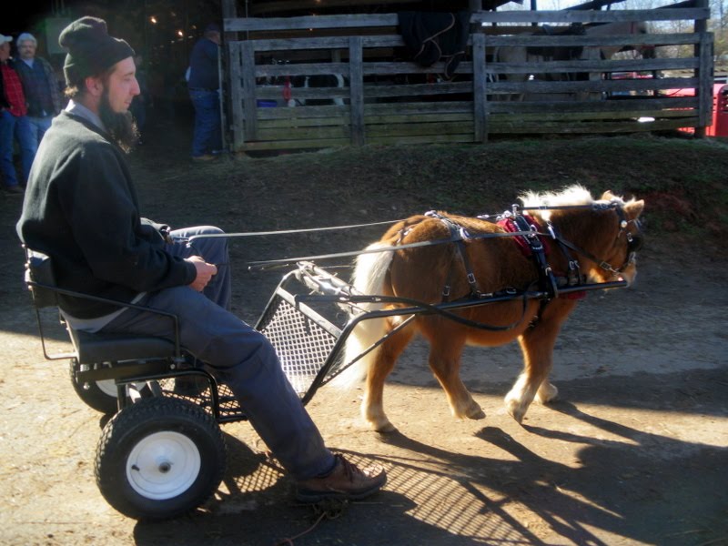 Pratie Place Dixie Draft Horse, Mule and Carriage Auction, Troutman NC