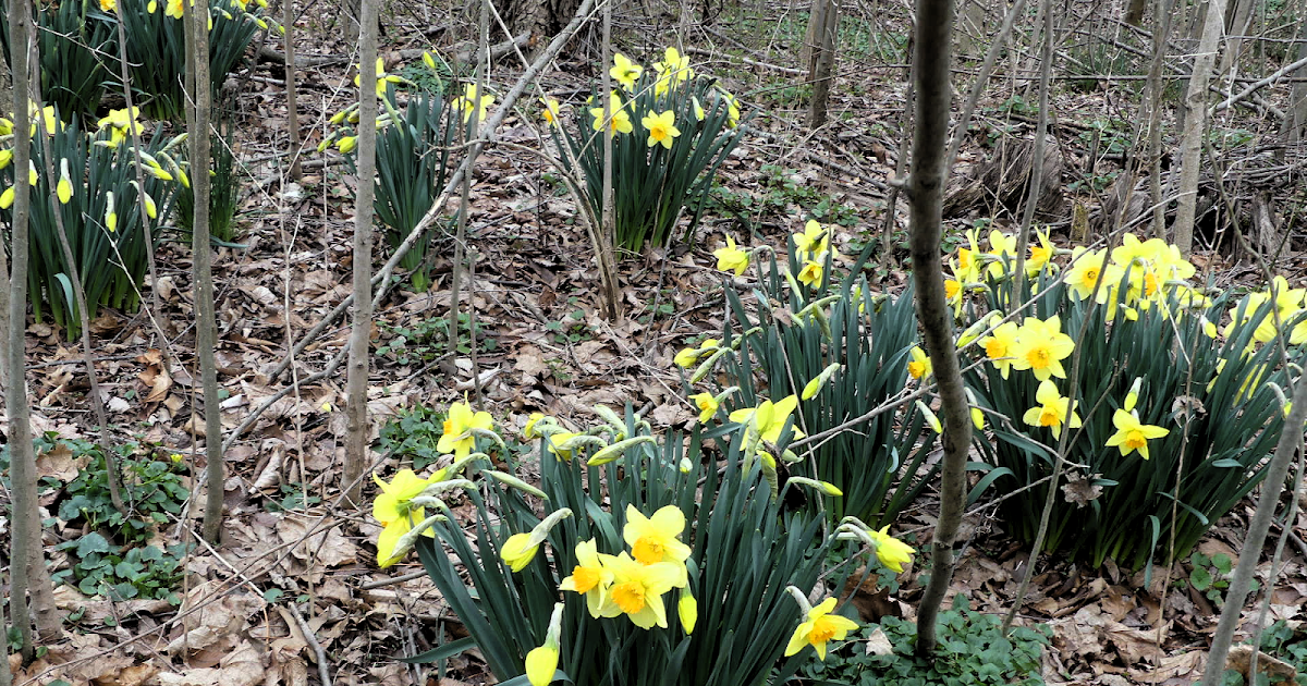 Daffodils