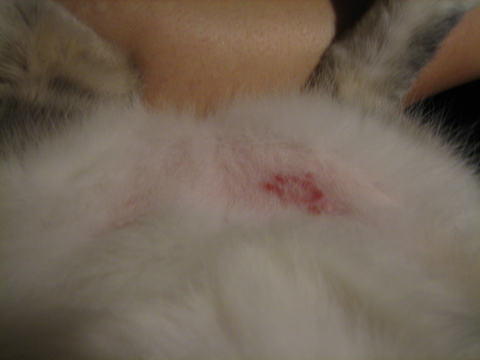 It's all about the cats! Update on Benny's belly