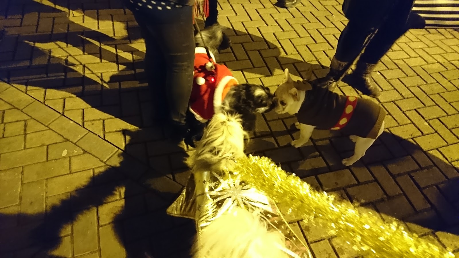 Christmas Pet Parade NewcastleunderLyme Staffordshire Paws