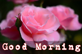 Good Morning With Rose