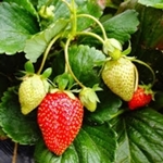 Morango Cultura do morango