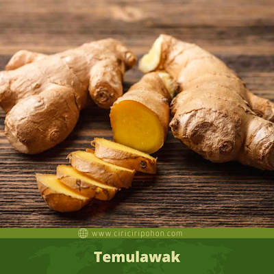 Temulawak