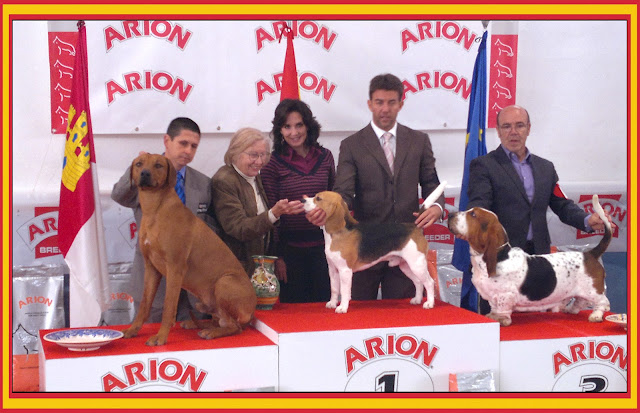 2º de Grupo Rhodesian Ridgeback Jr. Ch. Aresvuma Ha-Shah