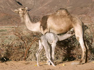 Tek hörgüçlü deve yavrusunu emzirirken