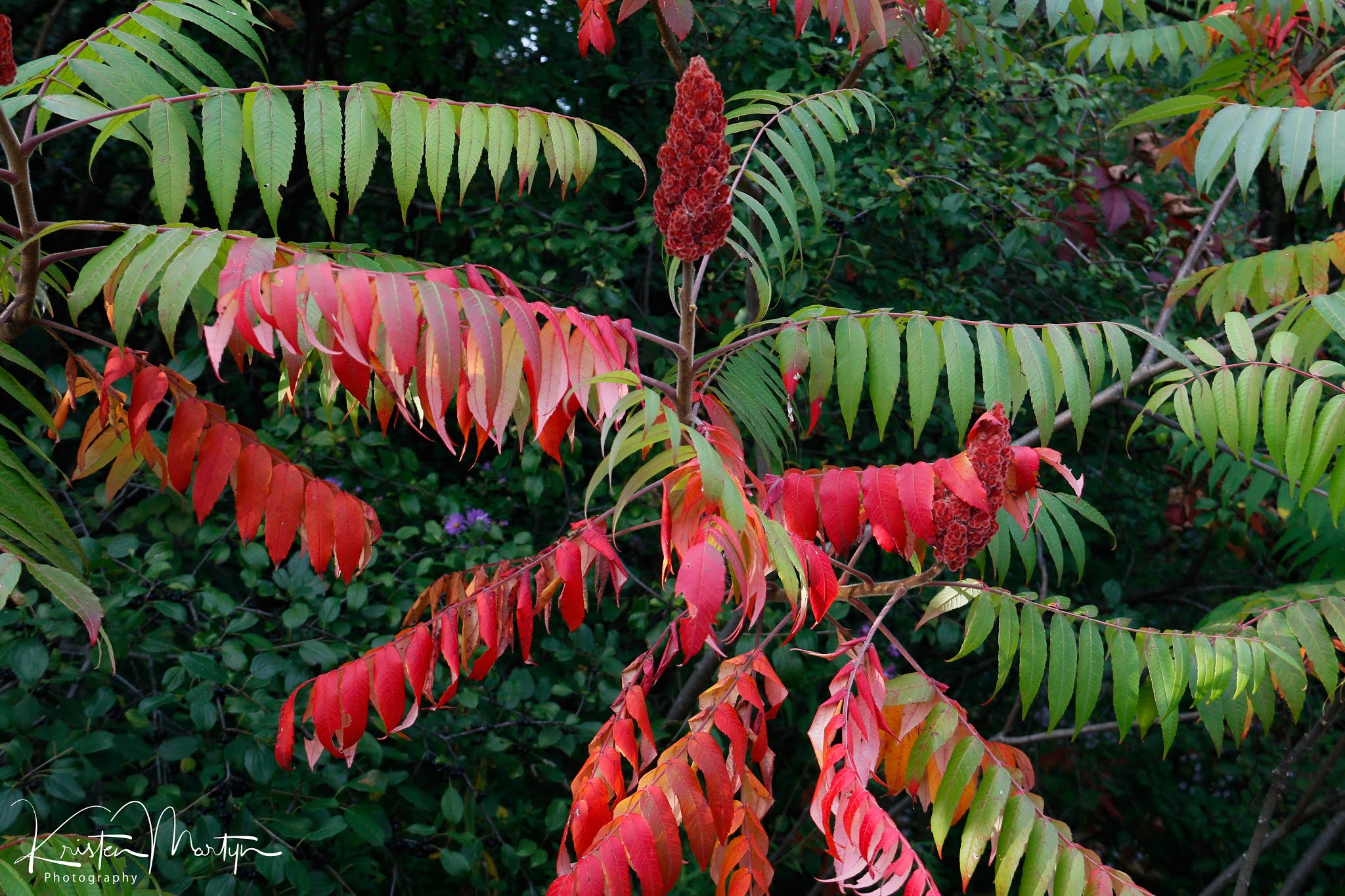 Staghorn Sumac the Super Shrub Nature Notes Blog