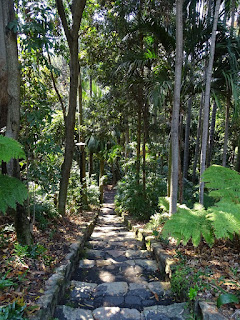 Regenwald in den City Botanic Gardens Brisbane Regenwald in den City Botanic Gardens