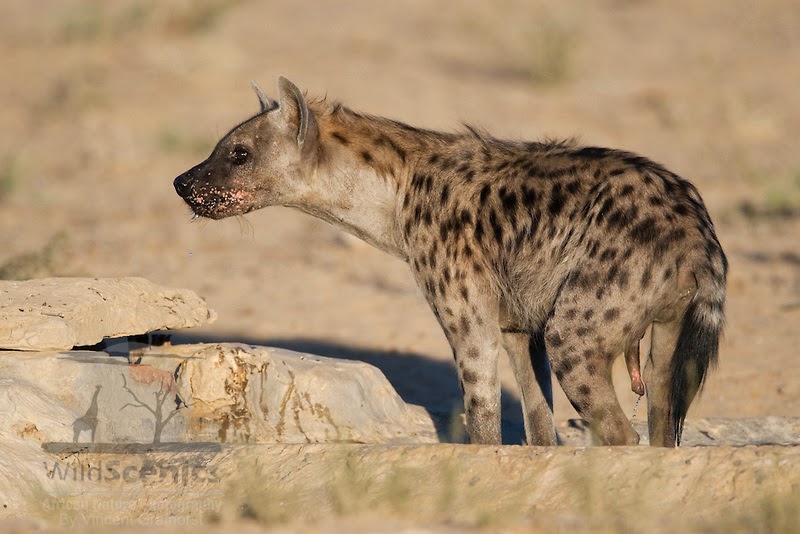 WILD FACTS: FEMALE HYENAS CL1TORIS IS LARGER THAN THE MALE PEN1S AND