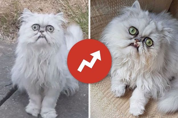 People Were Concerned About wilfred warrior The Cat, So We Got Answers