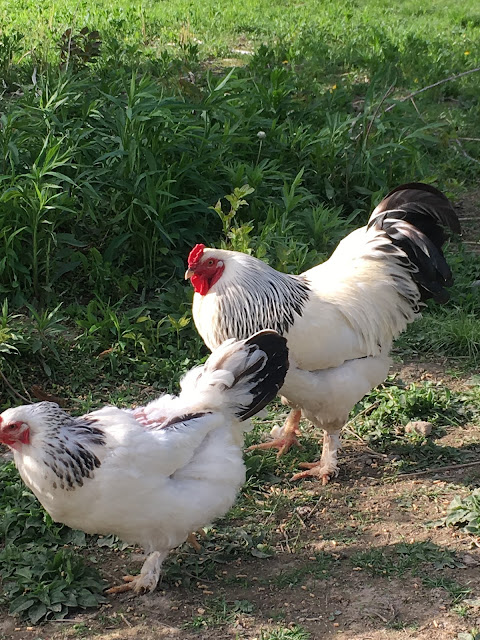 Ruple Farms - Chickens - Brahma 