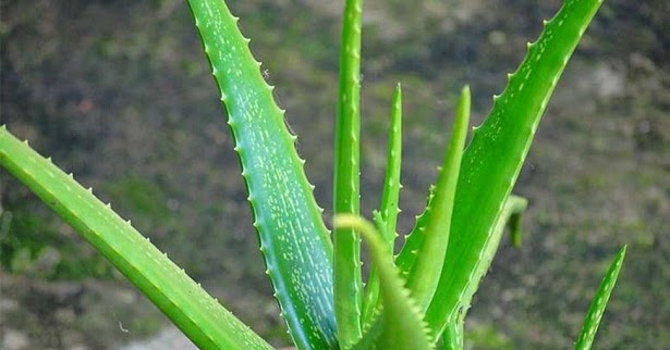 Observasi Lidah Buaya Lina Pdf