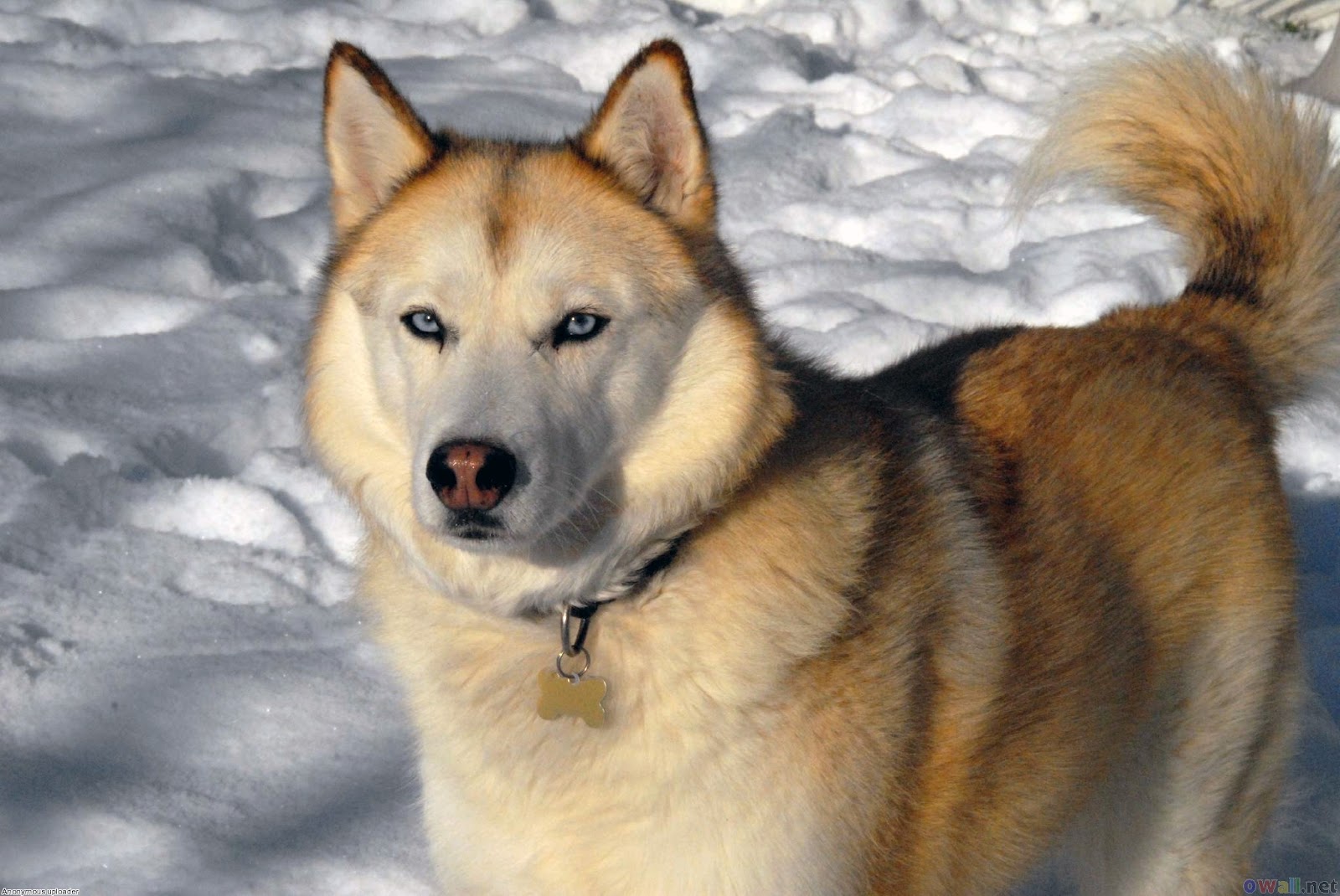 Fxgatramaheswara All About Siberian Husky Fxgatramaheswara All About Siberian Husky