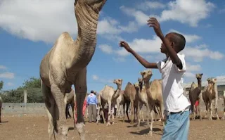 Somalia camels raised for food, milk, and function and fashion