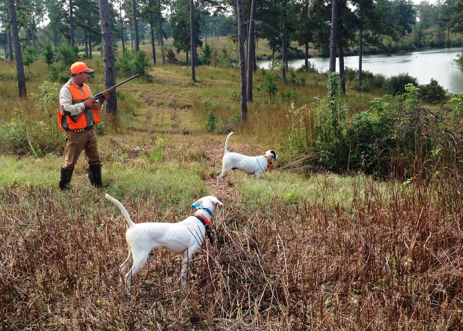 Lowcountry outdoors: Shenandoah Plantation Quail Hunt in Black Belt of