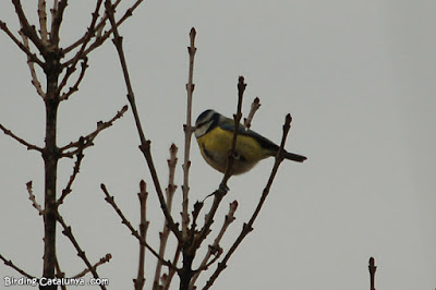 Mallerenga blava (Cyanistes caeruleus)