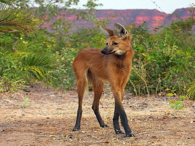 what is the most unknown animal what is the most unknown animal