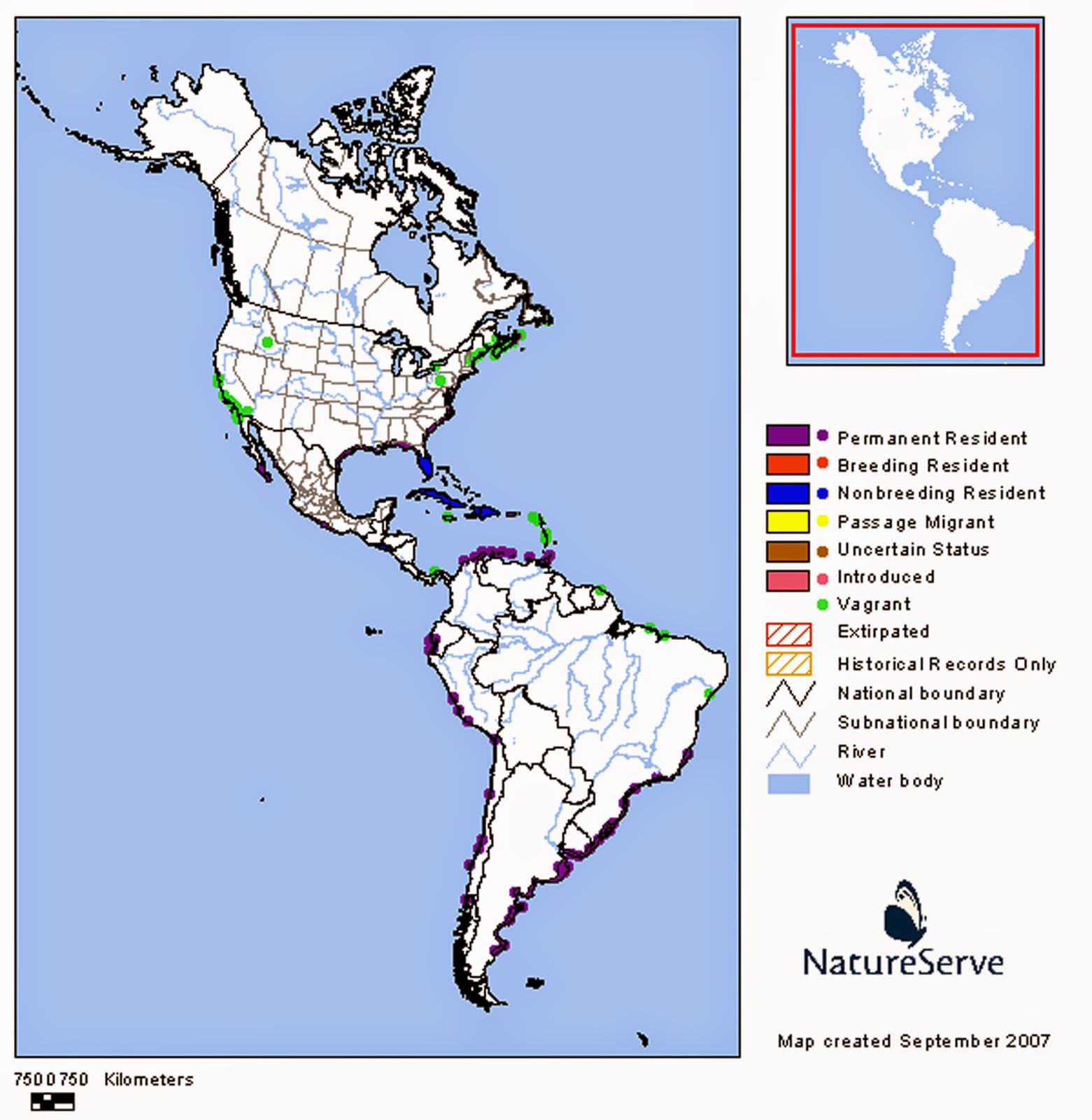 Birds and animals American Oystercatcher