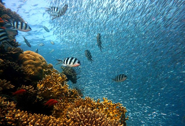 potensi-perairan-terumbu-karang-mangrove-perikanan-indonesia