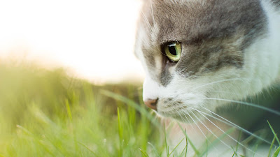 alt="gato entre la hierba"