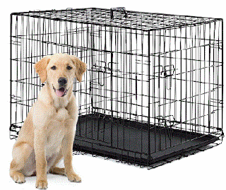 Dog with crate