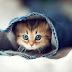 FOBIA PADA KUCING, AILUROPHOBIA