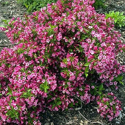 Plant Preview: Whadda’ ja say? Some Botanical Names are Wily to Pronounce