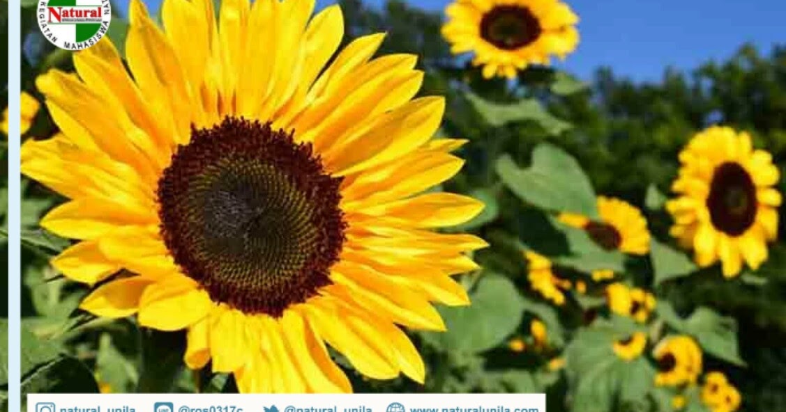 Pers Mahasiswa Natural: Fakta Menarik Tentang Bunga Matahari