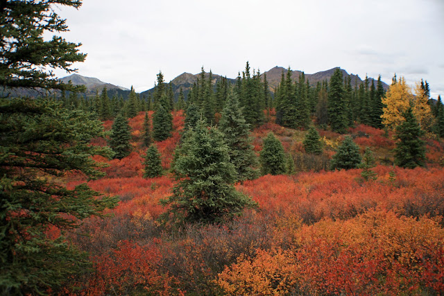 DENALI NATIONAL PARK - LA ULTIMA FRONTERA. CRONICAS DE ALASKA (6)