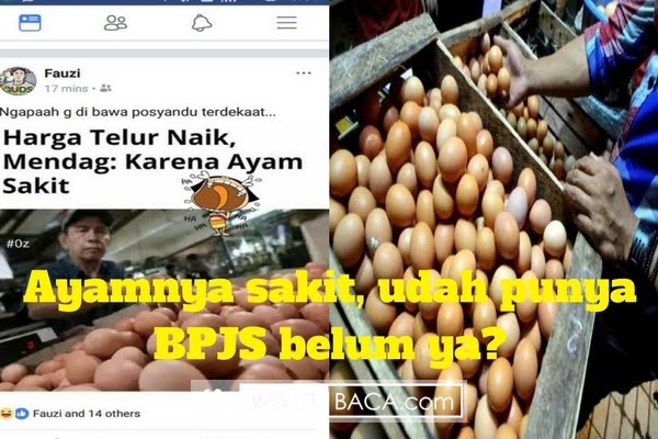 Soal Harga Telur Melonjak Karena Ayam Sakit, Wanita ini Ungkap Fakta Sebenarnya Soal Harga Telur Melonjak Karena Ayam Sakit, Wanita ini Ungkap Fakta Sebenarnya