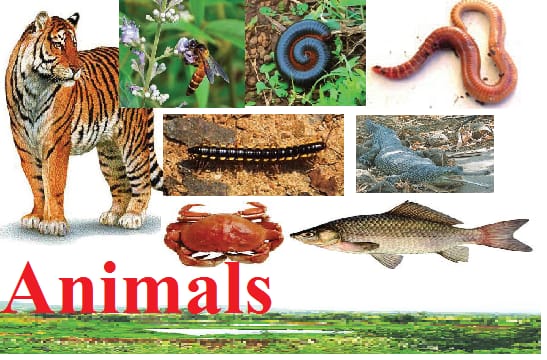 Six, science, Diversity in Living Things and their Classification -- 1