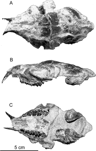 Micromeryx skull