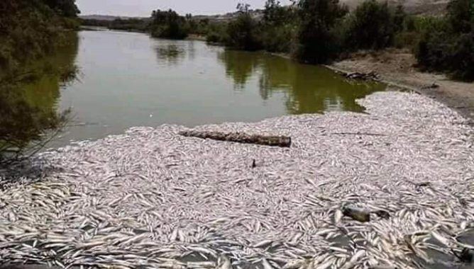 نفوق أسماك “البوري” في واد ماسة يصل البرلمان