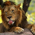 ΜΕ ΚΟΡΩΝΟΪΟ 8 λιοντάρια στην Ινδία