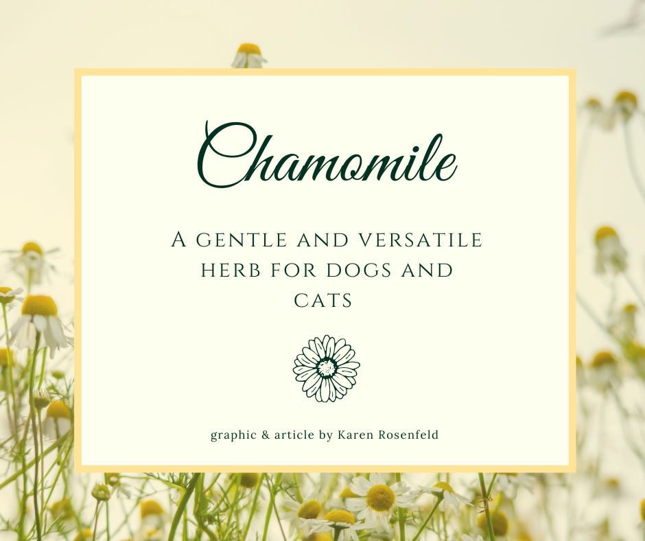 Chamomile Herbs for Dogs and Cats