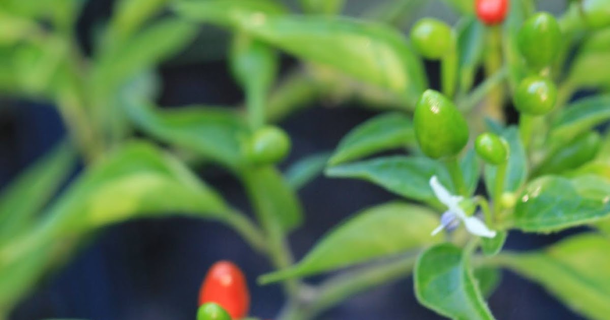 Native Florida Wildflowers Bird Pepper Capsicum annuum var