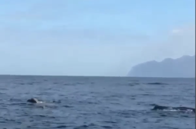 Pottwale und Delfine vor Gran Canaria