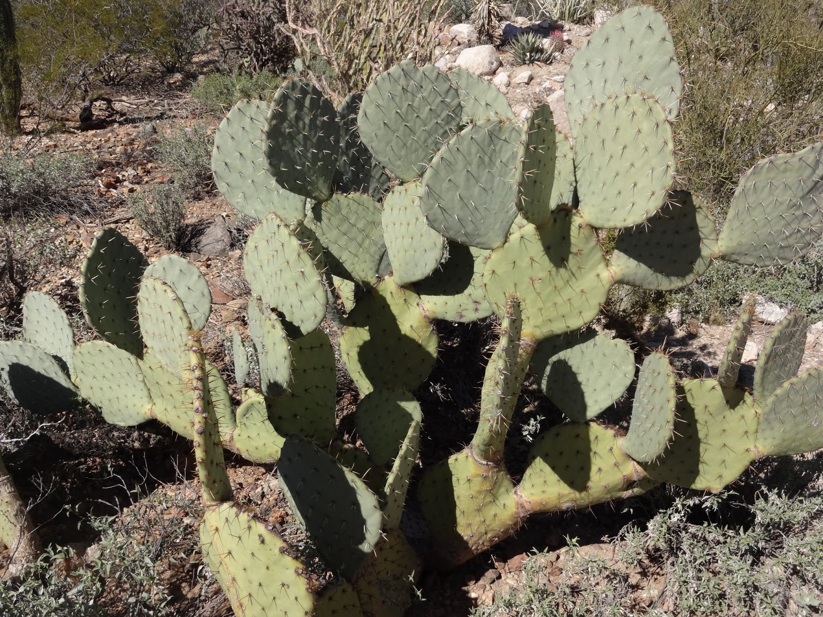 Math, Science, and Technology Blog Common Arizona Cacti