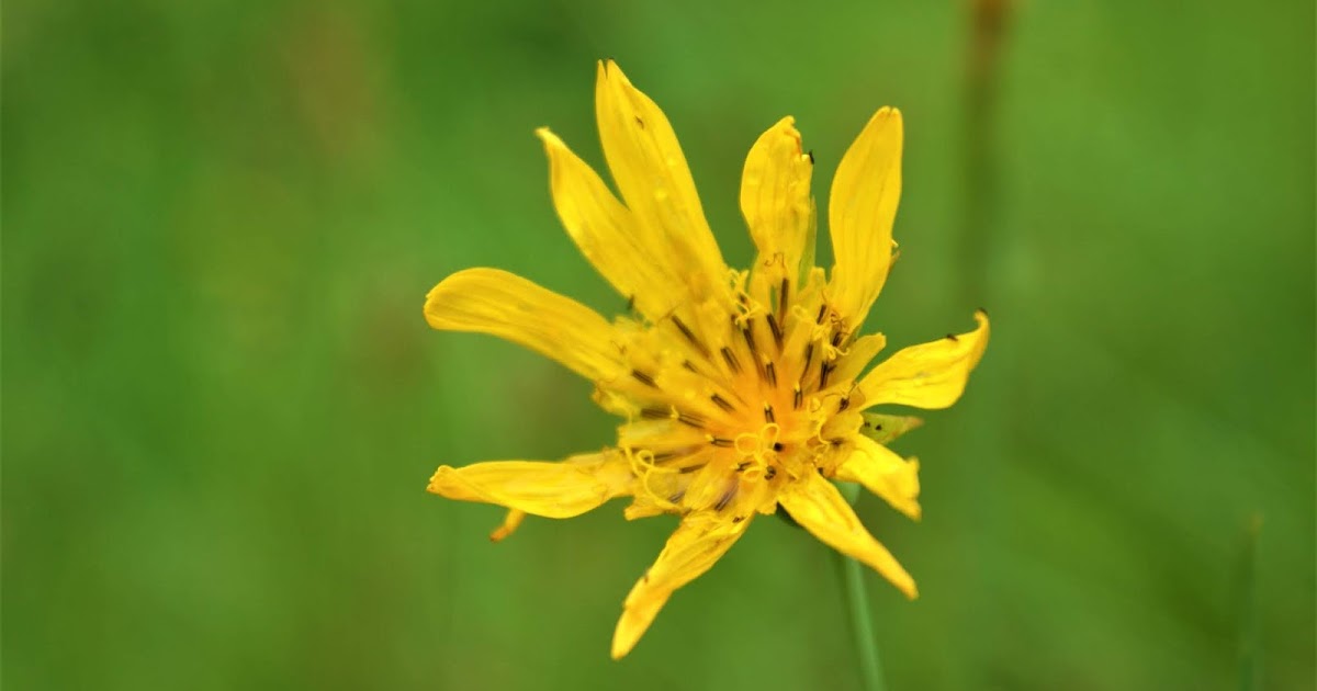 Moments, frozen in time ♡: MORNING STAR FLOWER