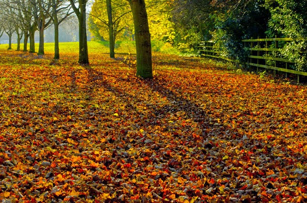 http://www.publicdomainpictures.net/view-image.php?image=27774&picture=autumn-landscape