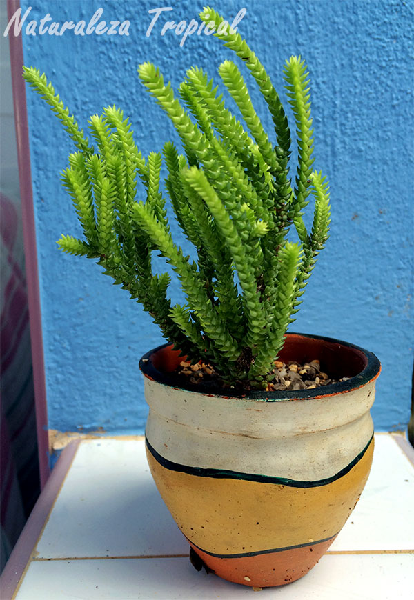 Cultivo en maceta del Cordón de San José, Crassula muscosa o Crassula lycopodioides