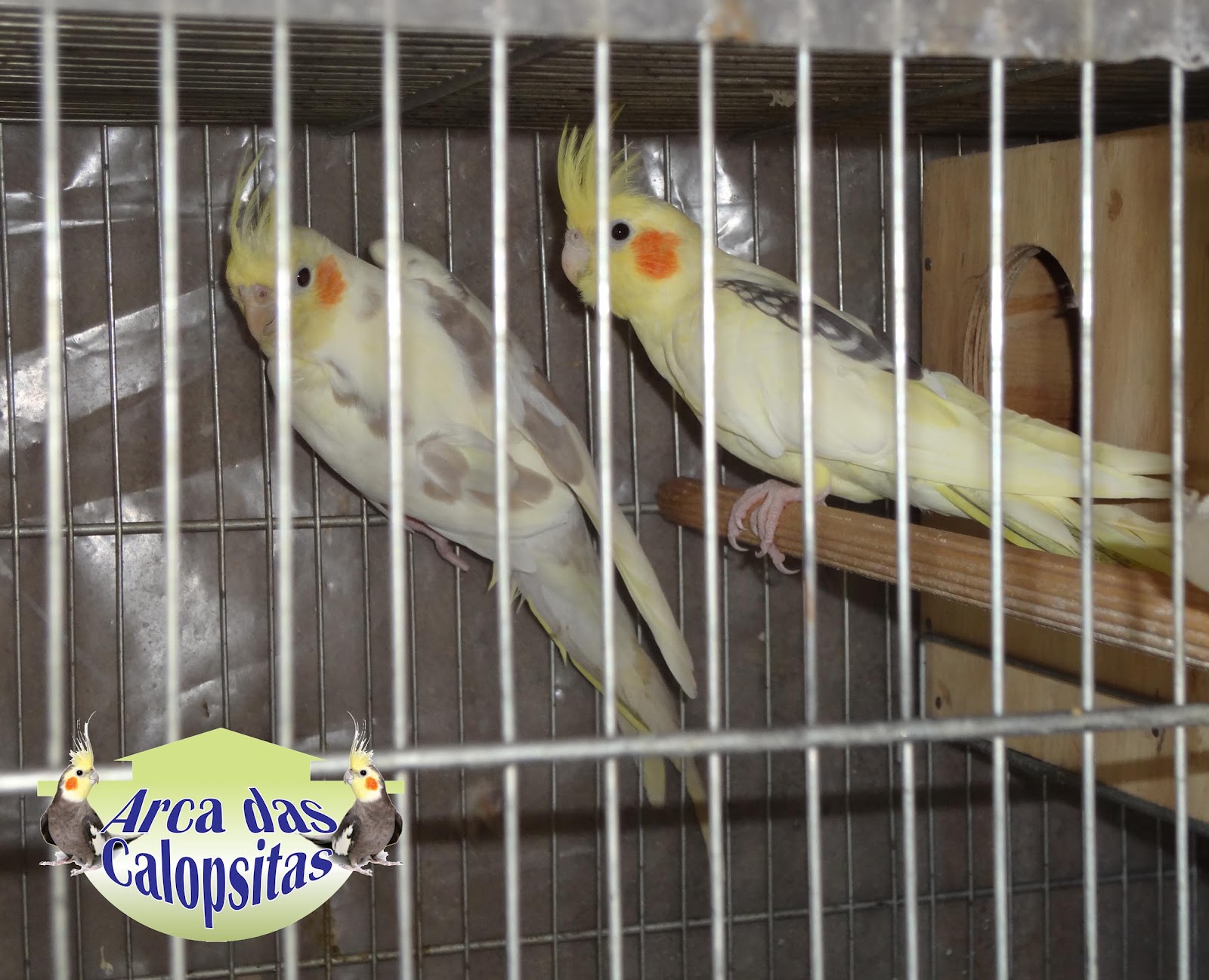 Arca das Calopsitas Casal de Calopsitas Reverso Arca das Calopsitas Casal de Calopsitas Reverso
