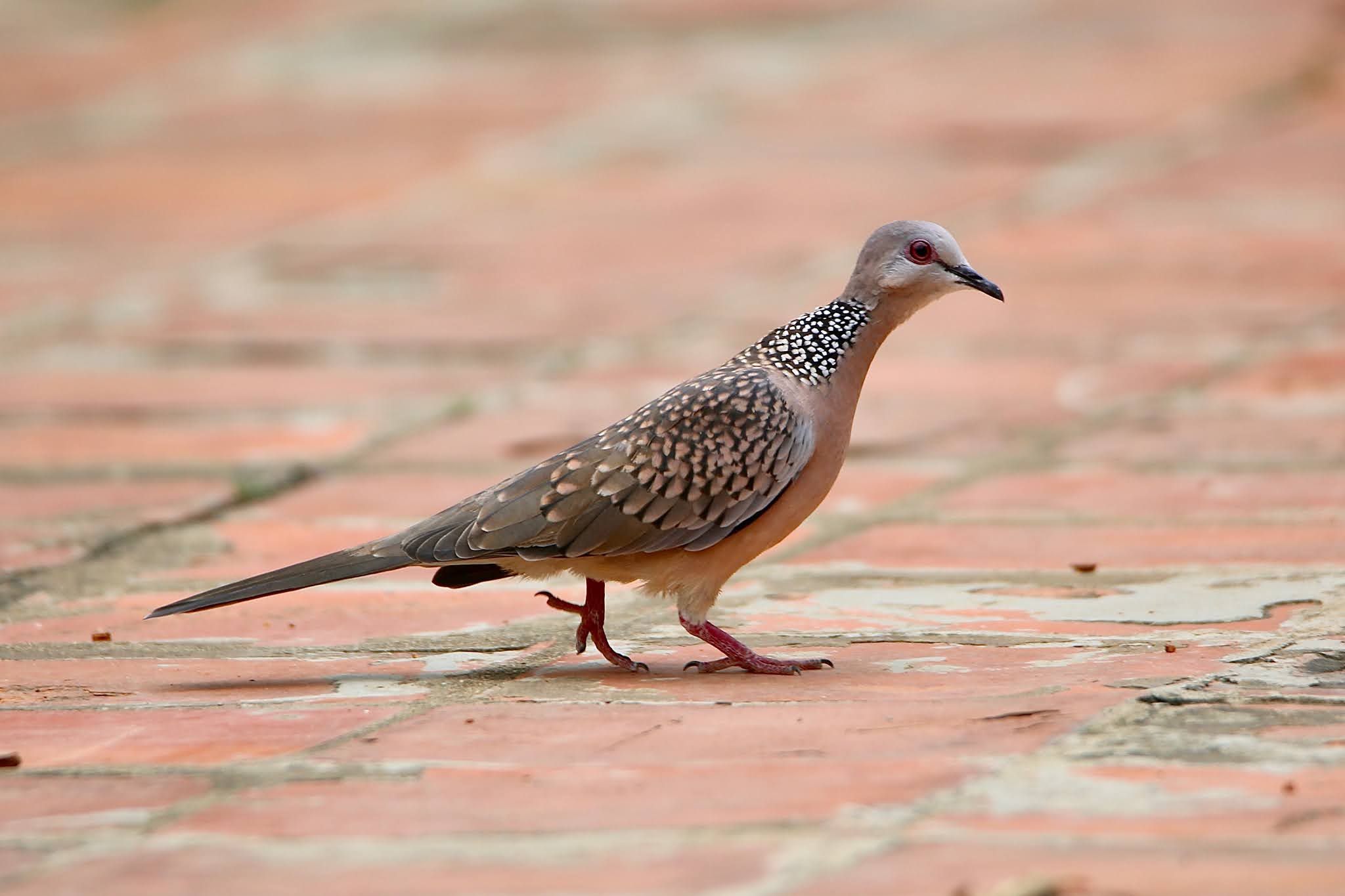 Spotted Dove high resolution free